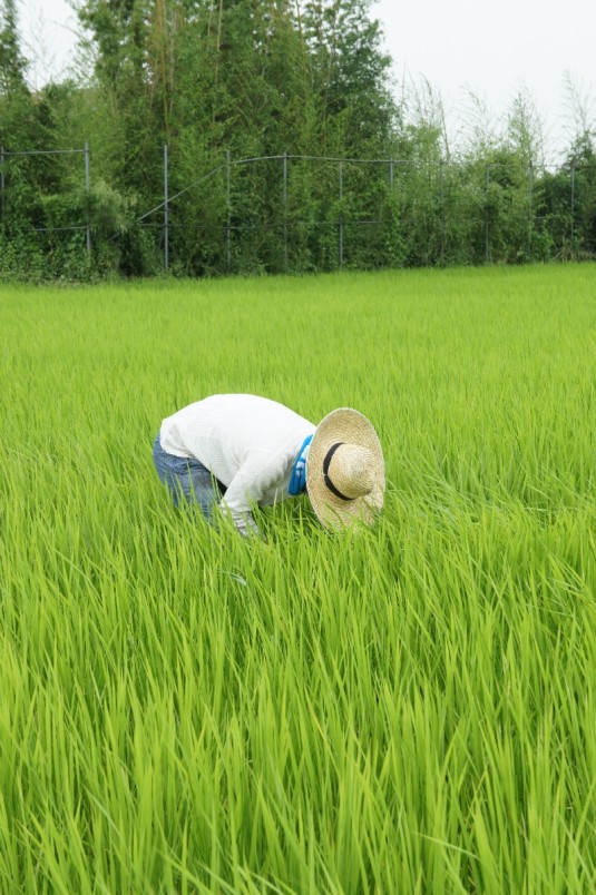 草とり きくやさん