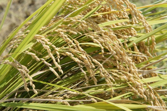 稲穂　2826　1200