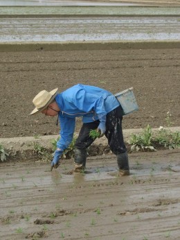 うずら　おさむさん　田植え