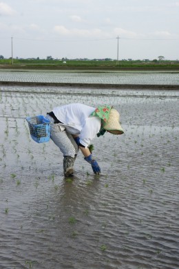 田植え ミヤゾノスプーン